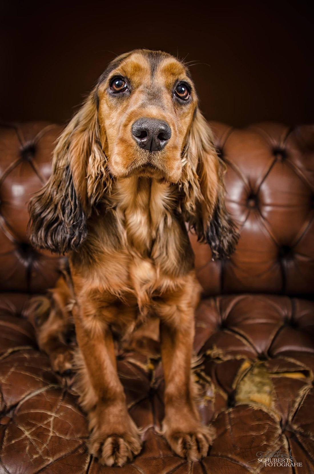 Hunde Fotoshooting