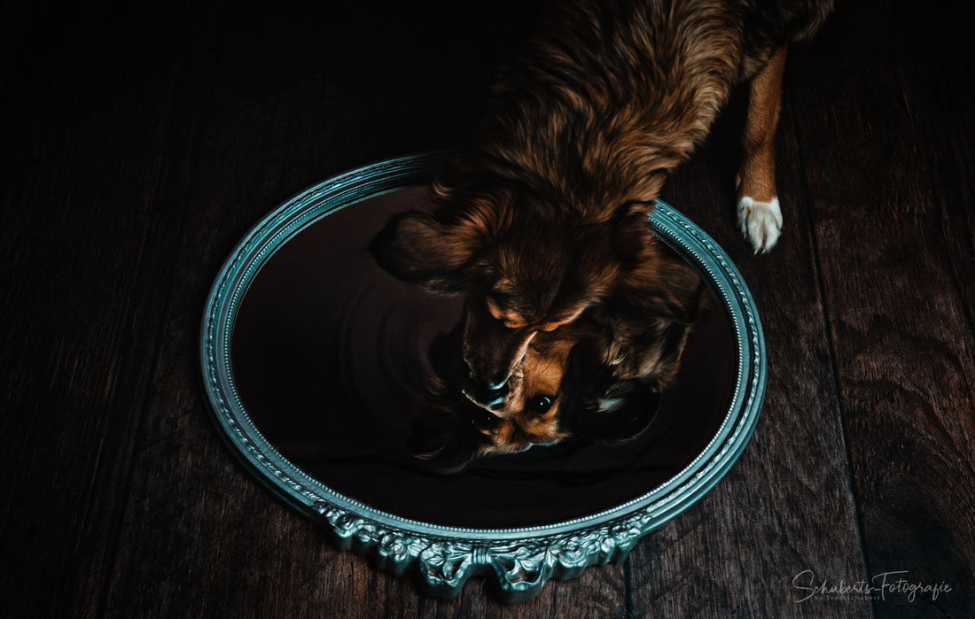 Hundefotograf: Ein Einblick in die Kunst der Tierfotografie