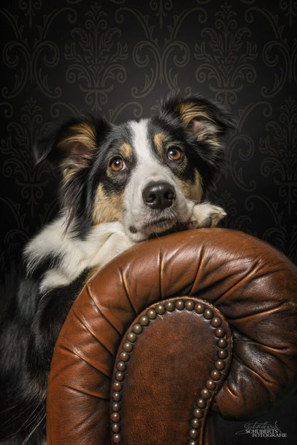 Hunde Fotoshooting - Chesterfield