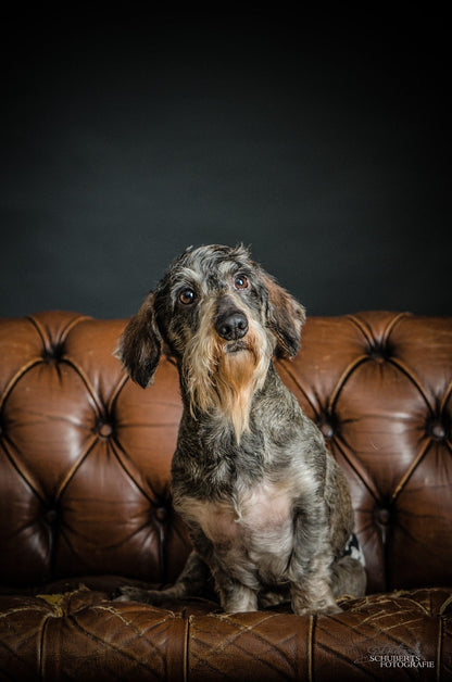 Hunde Fotoshooting - Chesterfield