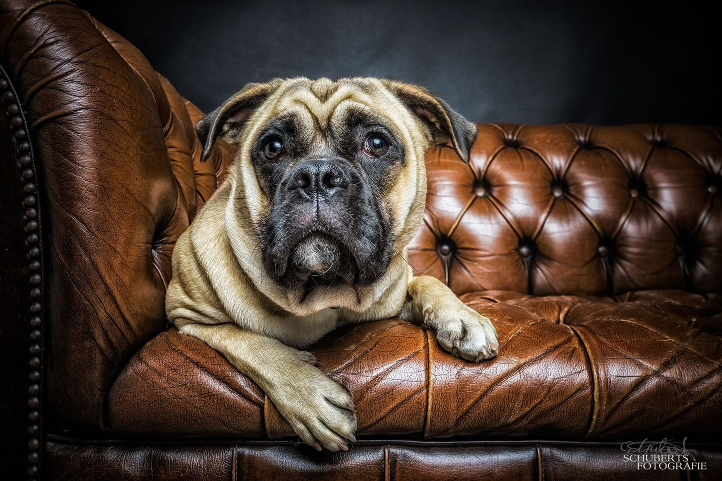 Hunde Fotoshooting - Chesterfield