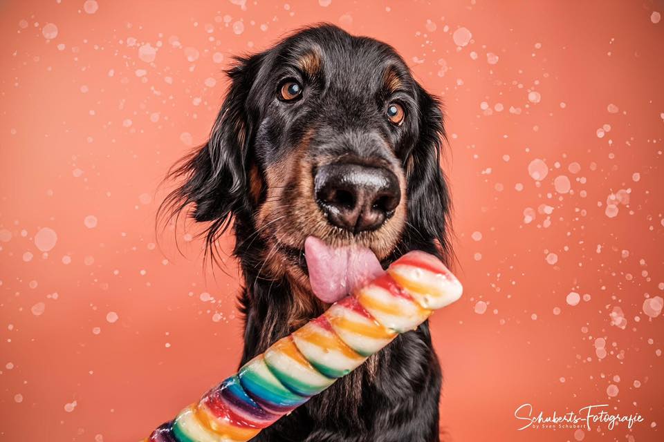 Candy Hunde Fotoshooting – Süße Erinnerungen mit deinem Vierbeiner