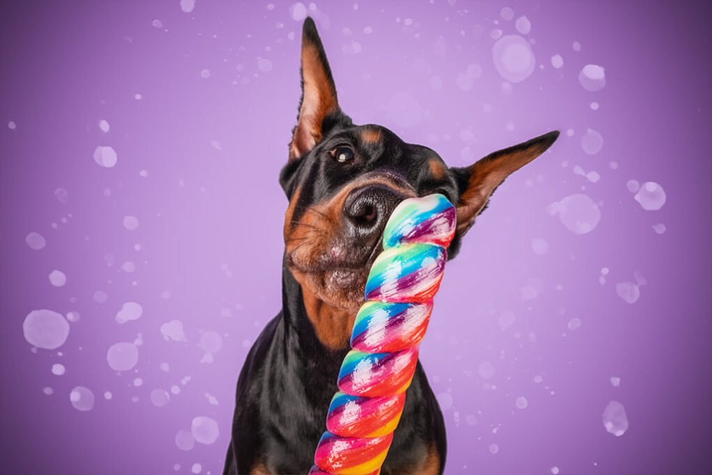 Candy Hunde Fotoshooting – Süße Erinnerungen mit deinem Vierbeiner