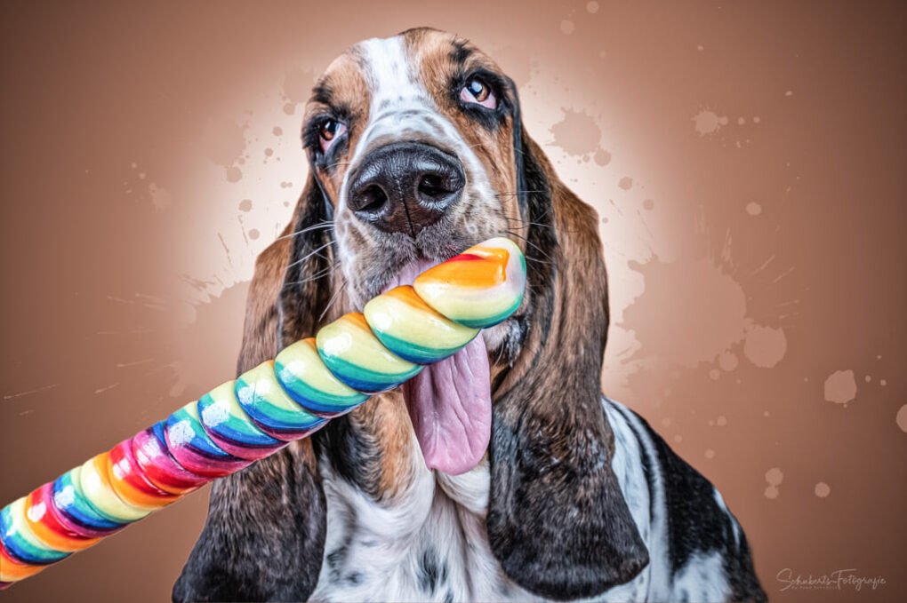 Candy Hunde Fotoshooting – Süße Erinnerungen mit deinem Vierbeiner