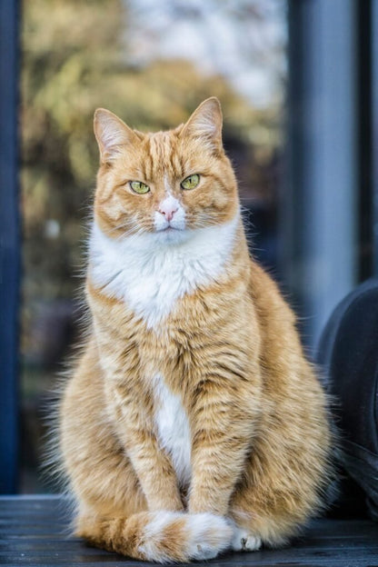 Fotoshooting Katze - Katzen Bilder vom Profi - Geschenkpoet