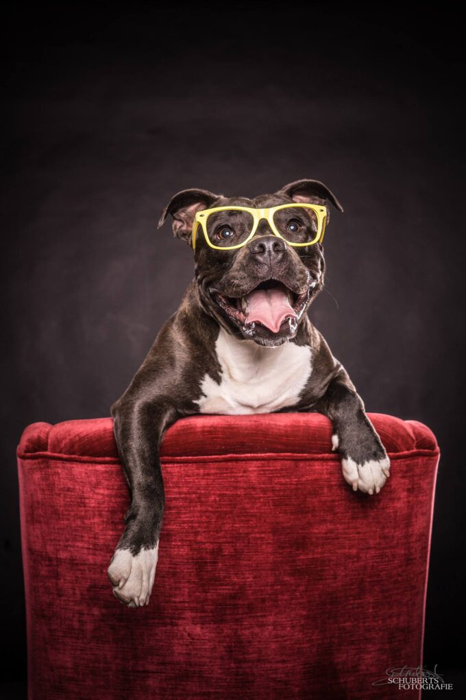 Hunde Fotoshooting im Studio - Geschenkpoet