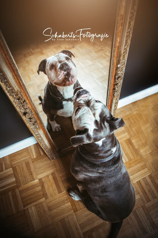 Hunde Fotoshooting im Studio - Geschenkpoet