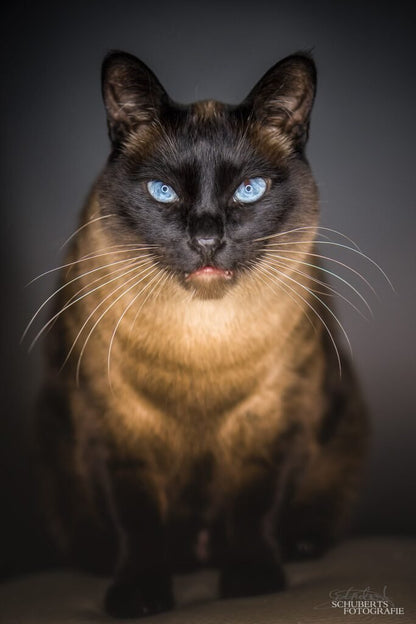 Katzen-Fotoshooting – Katzenliebe in unvergesslichen Bildern festhalten