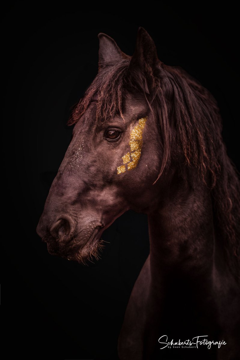 Pferde Bilder - Fotoshooting beim Profi - Geschenkpoet