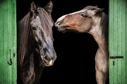 Pferde Bilder - Fotoshooting beim Profi - Geschenkpoet